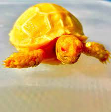 Albino Sulcata Tortoise For Sale