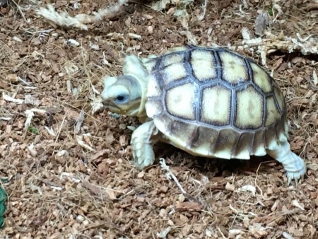 Baby Ivory Sulcata Tortoise