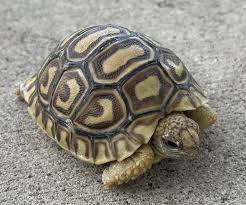 Baby leopard tortoises for sale