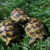 Ibera Greek tortoises for sale
