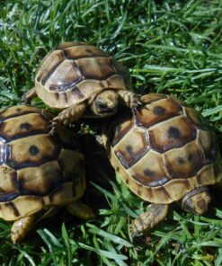 Ibera Greek tortoises for sale