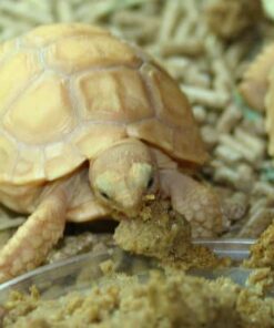Ivory sulcata tortoise for sale