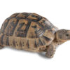 Moroccan Greek tortoises for sale