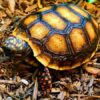 Red Foot Tortoise for Sale