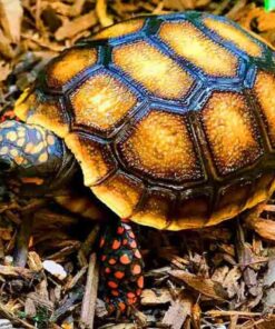 Red Foot Tortoise for Sale