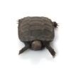 Burmese Star tortoises for sale