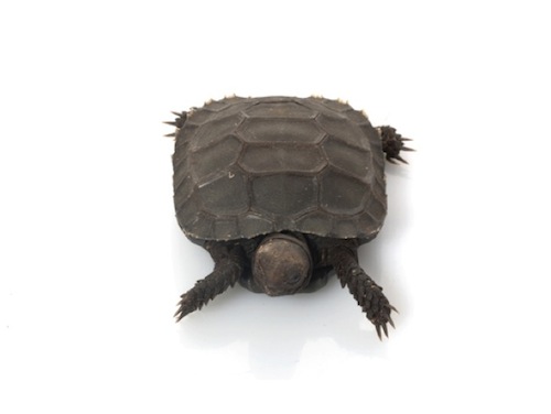 Burmese Star tortoises for sale