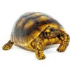 yellow foot tortoise for sale