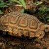 Forsten’s tortoise for sale