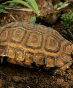 Forsten’s tortoise for sale