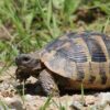 Eastern Hermann’s tortoises for sale