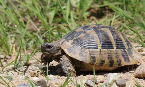 Eastern Hermann’s tortoises for sale