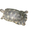 Marginated Tortoise For Sale