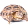 Russian Tortoise For Sale