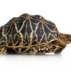 Sri Lankan Star Tortoise