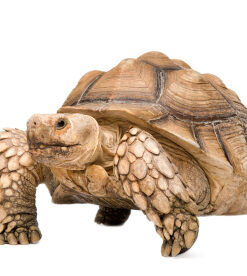 Sulcata Tortoise For Sale online