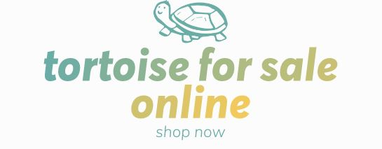 tortoise for sale online