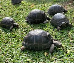 Aldabra Giant Tortoise For Sale
