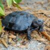 Burmese Mountain Tortoise For Sale
