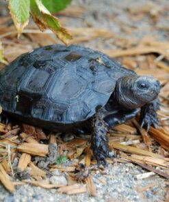 Burmese Mountain Tortoise For Sale