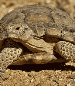Desert Tortoise For Sale