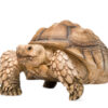 African Sulcata tortoise for sale